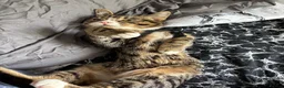 Mixed Breed cats for sale: Male cat needs new home  - Advert 5