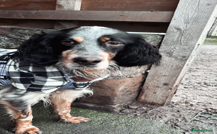 English Setter dogs - Advert 1