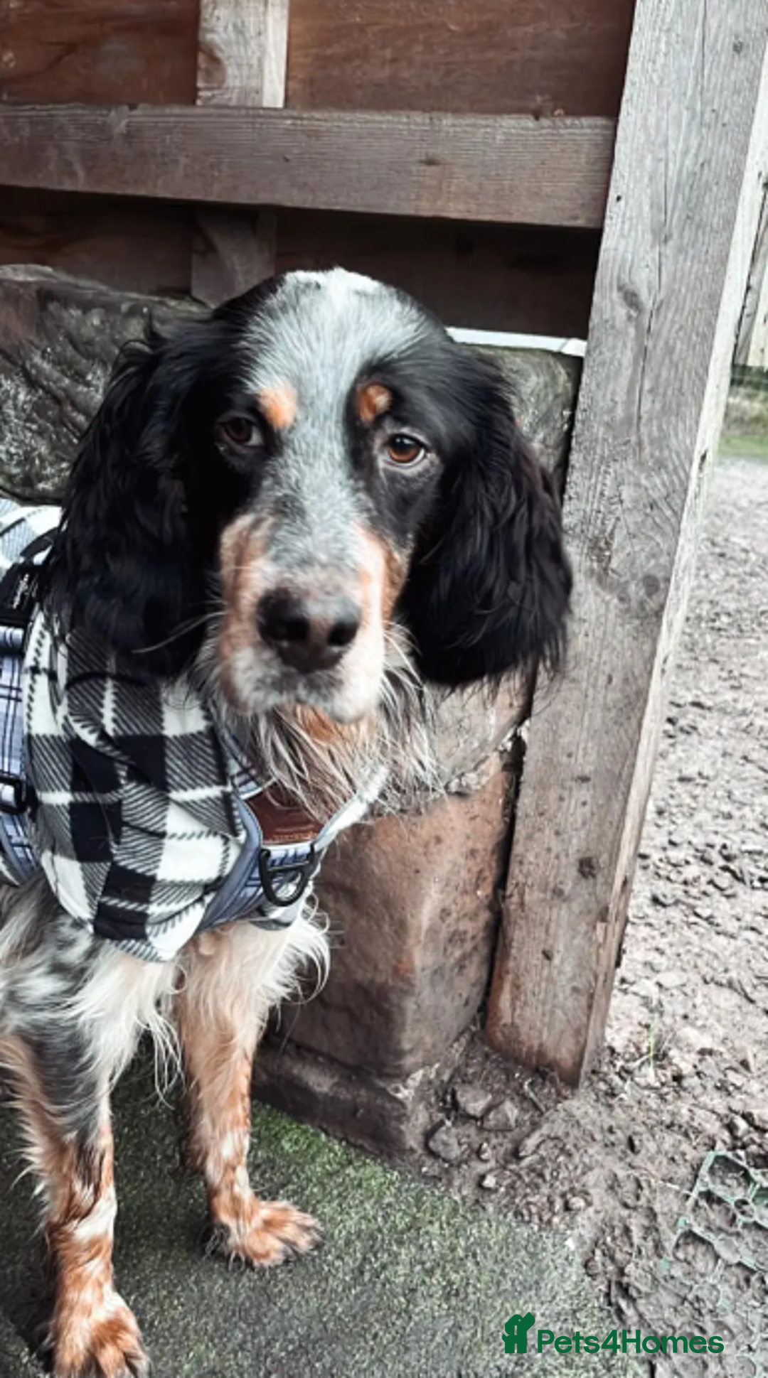 English Setter dogs for adoption: Lister (now Albie) - Image 1