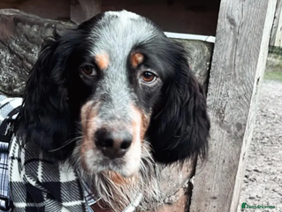 English Setter dogs - Advert 10