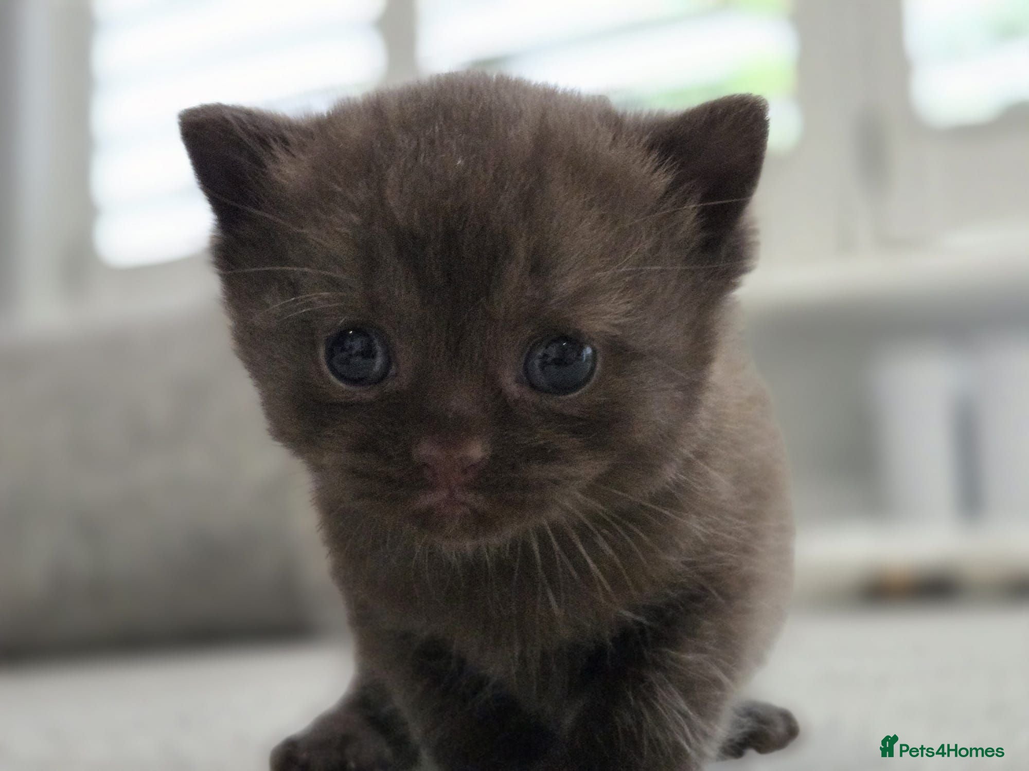 British Shorthair cats Gorgeous British Shorthair kittens Cute & Adorable - Advert 2