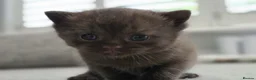British Shorthair cats for sale: Gorgeous British Shorthair kittens Cute & Adorable - Advert 2