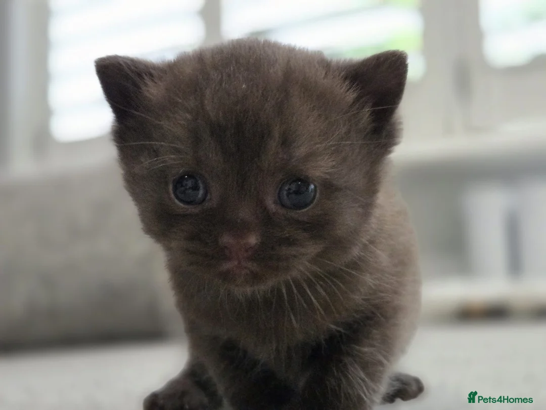 British Shorthair cats for sale: Gorgeous British Shorthair kittens Cute & Adorable - Advert 2