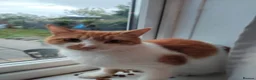 Mixed Breed cats for adoption: 💙🐱 PATCH – A BIG GINGER TEDDY BEAR in Derby - Advert 4