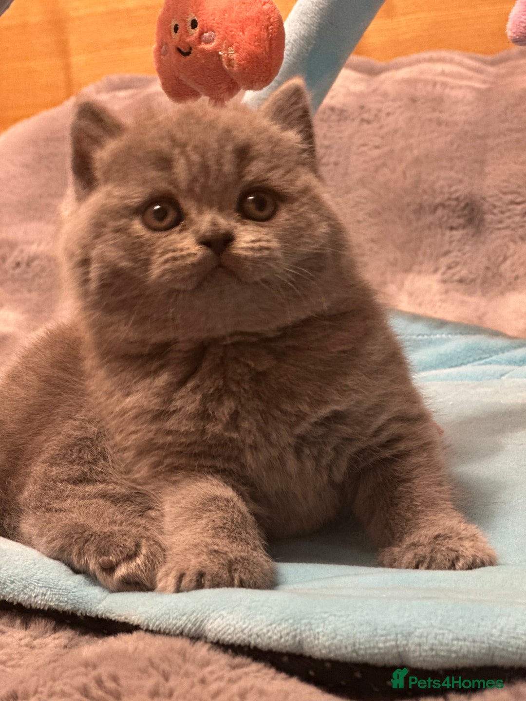 British Shorthair cats for sale: GCCF registered kitten  - Advert 18