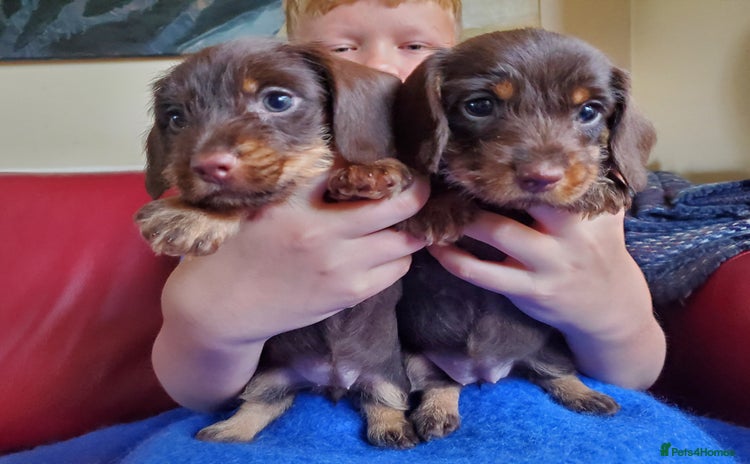 Miniature Dachshund dogs - Advert 3
