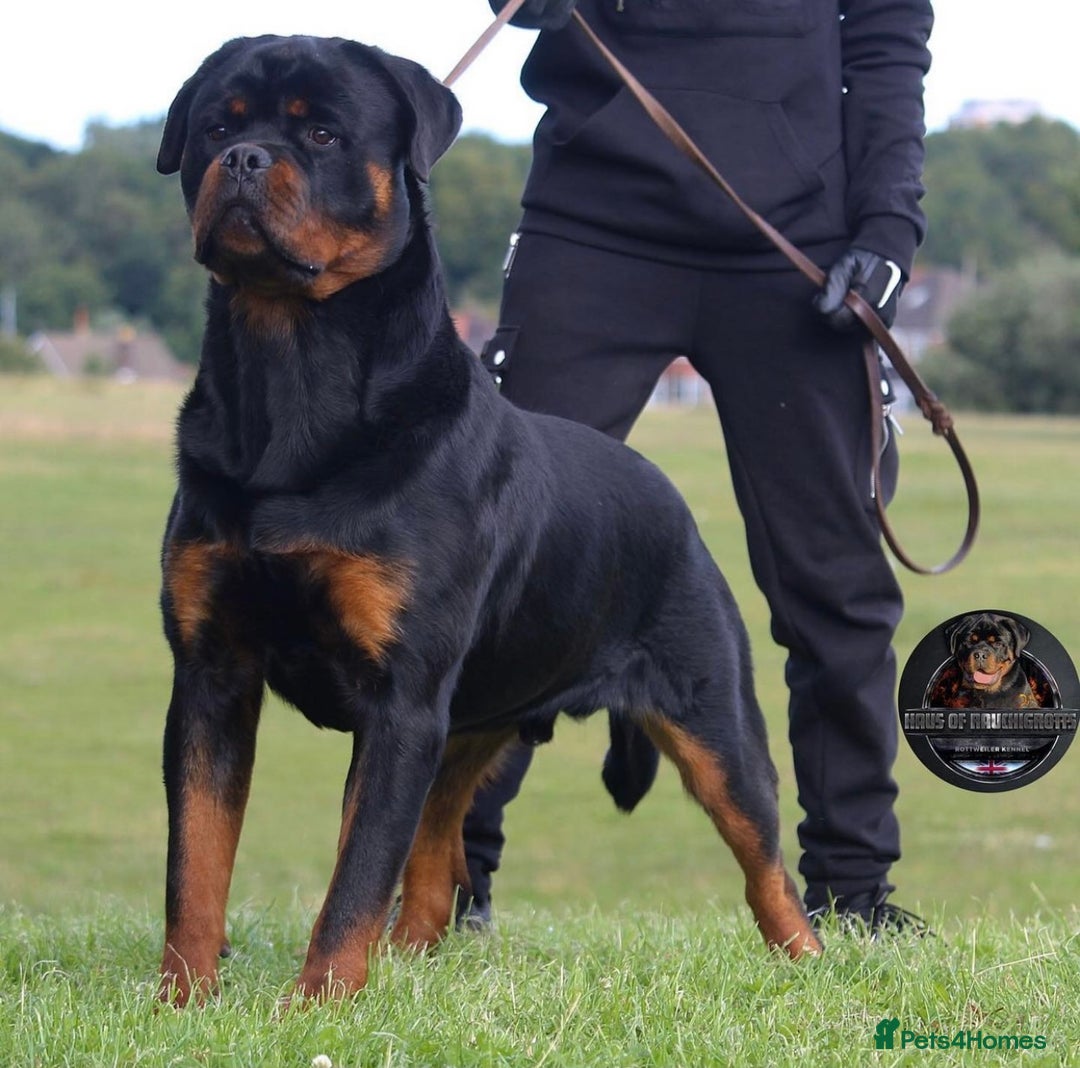 Rottweiler dogs for sale: Top KC Registered Rottweiler Puppies For Sale - Image 32