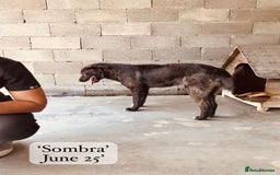 Mixed Breed dogs for adoption: Sombra, 1.5 yrs approx  Available for adoption  in Brixham - Image 17