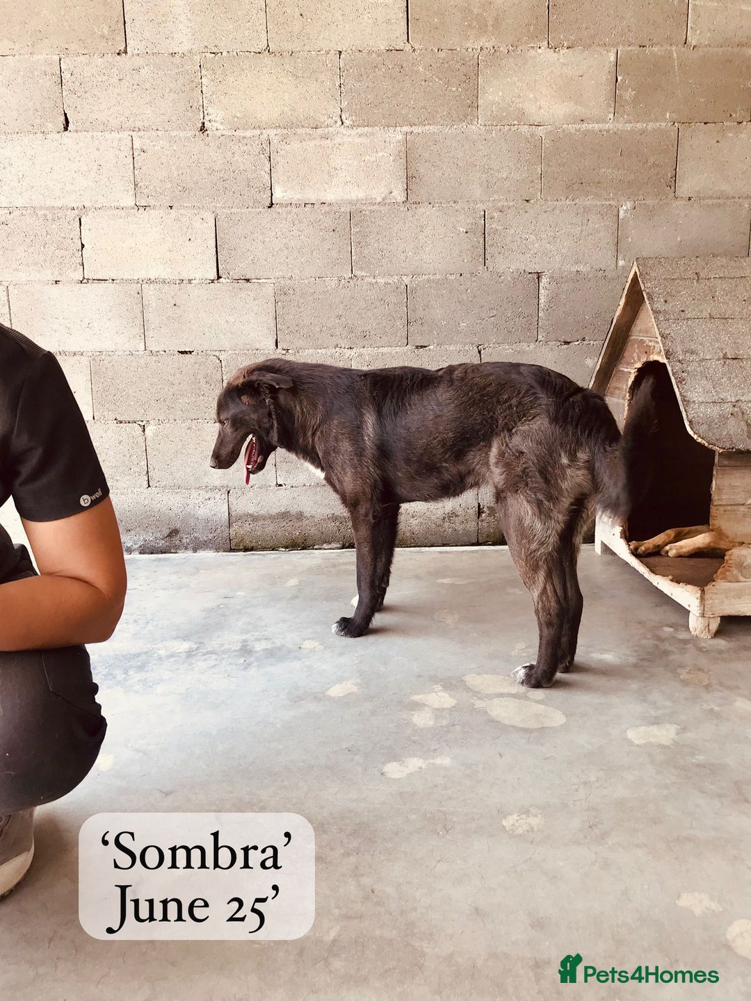 Mixed Breed dogs for adoption: Sombra, 1.5 yrs approx  Available for adoption  in Brixham - Image 17