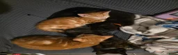 Mixed Breed cats for sale: 4 beautiful kittens  - Advert 4