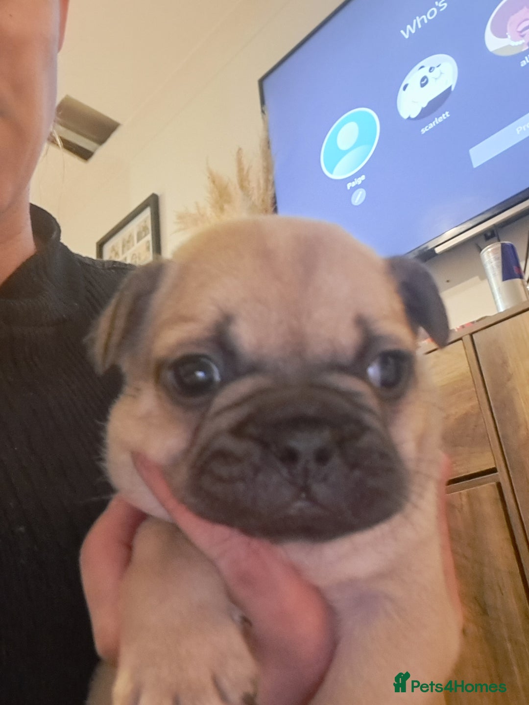 French Bulldog dogs for sale: French bulldog puppies  - Advert 18
