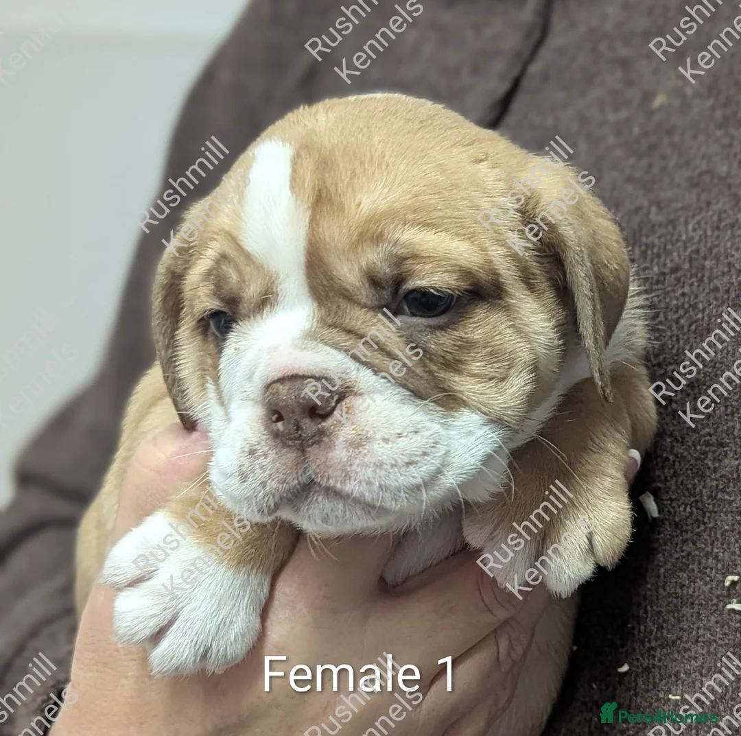 Olde English Bulldogge dogs for sale: Olde English bulldog puppies - Advert 2