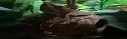 Gecko reptiles for sale: Female Harlequin Created Gecko in Aldershot - Advert 16