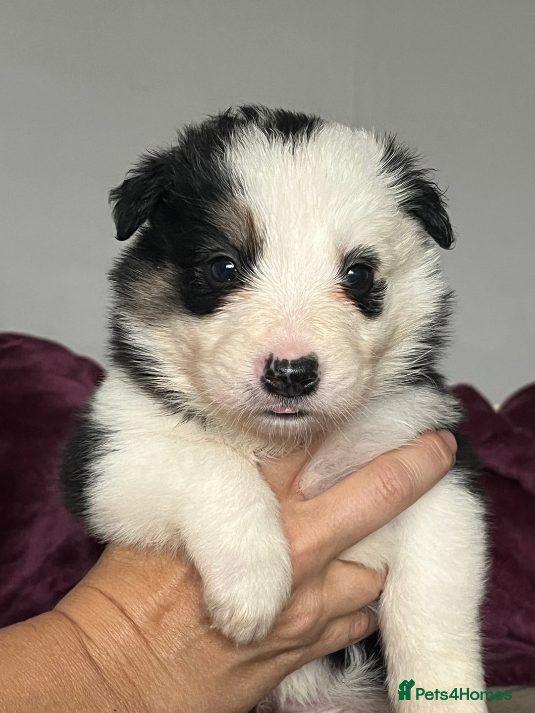 Border Collie dogs for sale: Beautiful Border Collie Puppies - Image 2