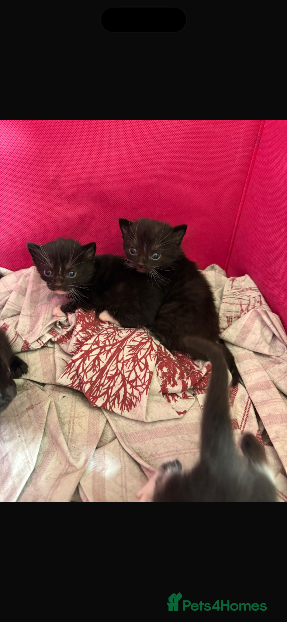 Mixed Breed cats for sale: 2 male kittens and 1 female  - Advert 3
