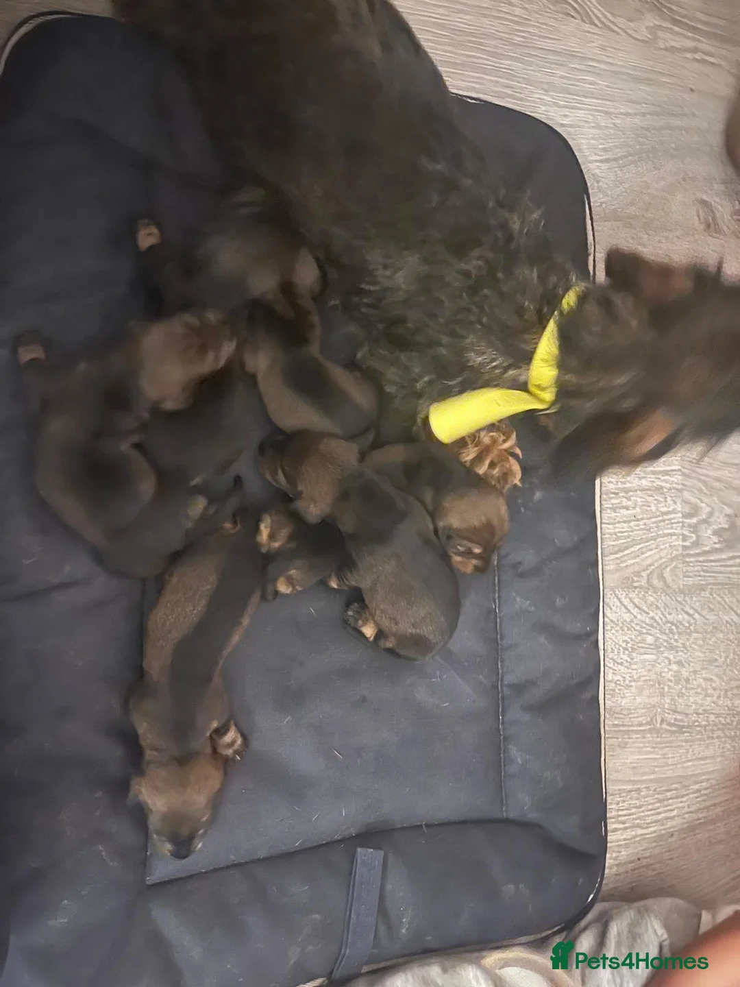 Dachshund dogs for sale: Teckel puppies - Standard size  - Advert 11