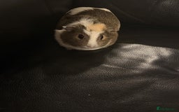 Guinea Pig rodents for sale: Pip and squeak  - Advert 2