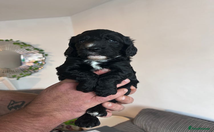 Cockapoo dogs - Advert 15