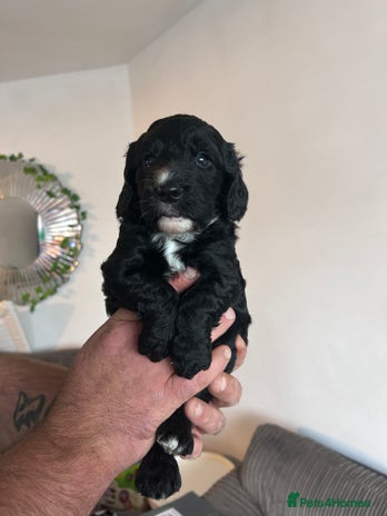 Cockapoo dogs - Advert 15