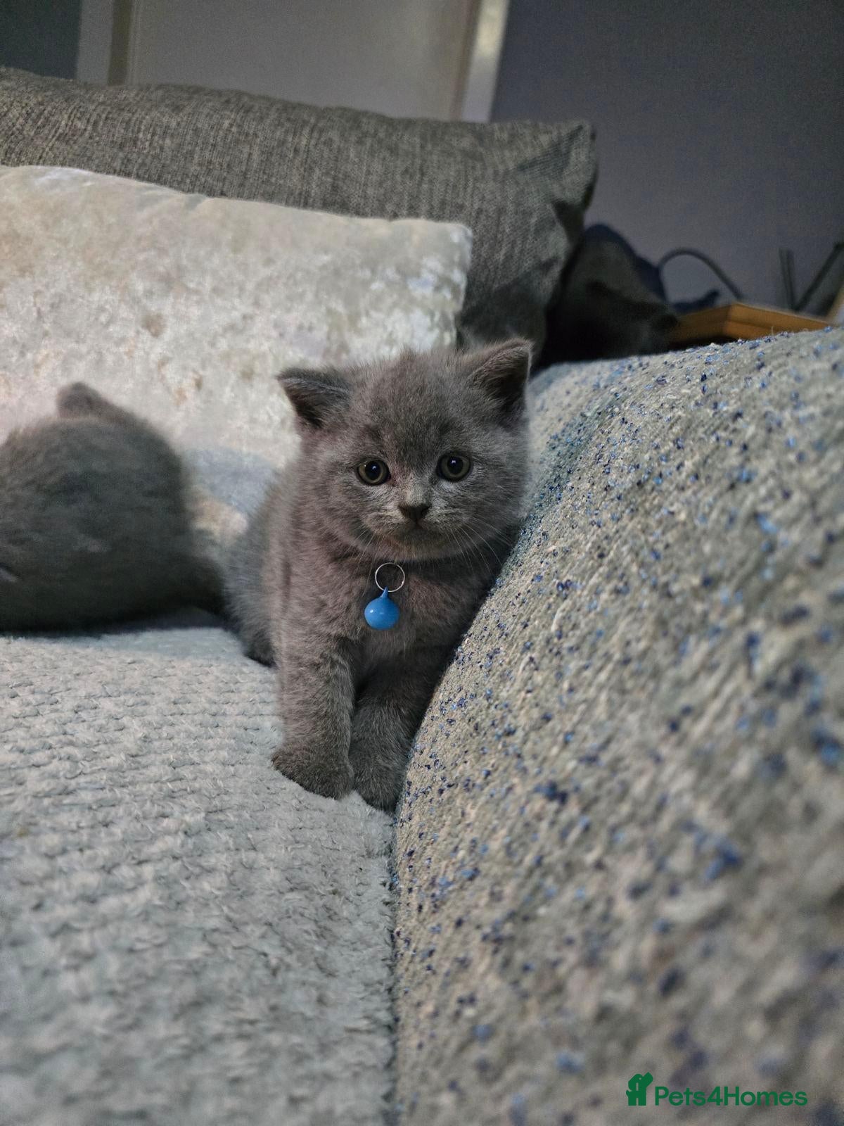 British Shorthair cats 🐱 Beautiful British Shorthair kittens  - Advert 2