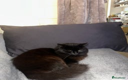 Mixed Breed cats for sale: 4 Loving Cats Seeking Forever Homes - Image 25
