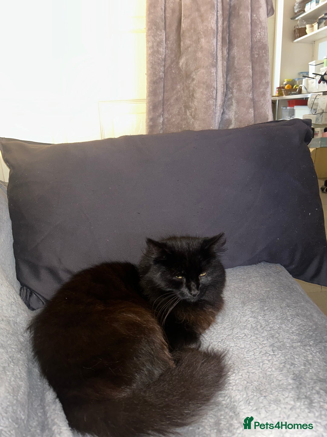 Mixed Breed cats for sale: 4 Loving Cats Seeking Forever Homes - Image 25