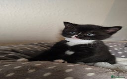 Mixed Breed cats for sale: Adorable British Shorthair Mix Kitten - Image 2
