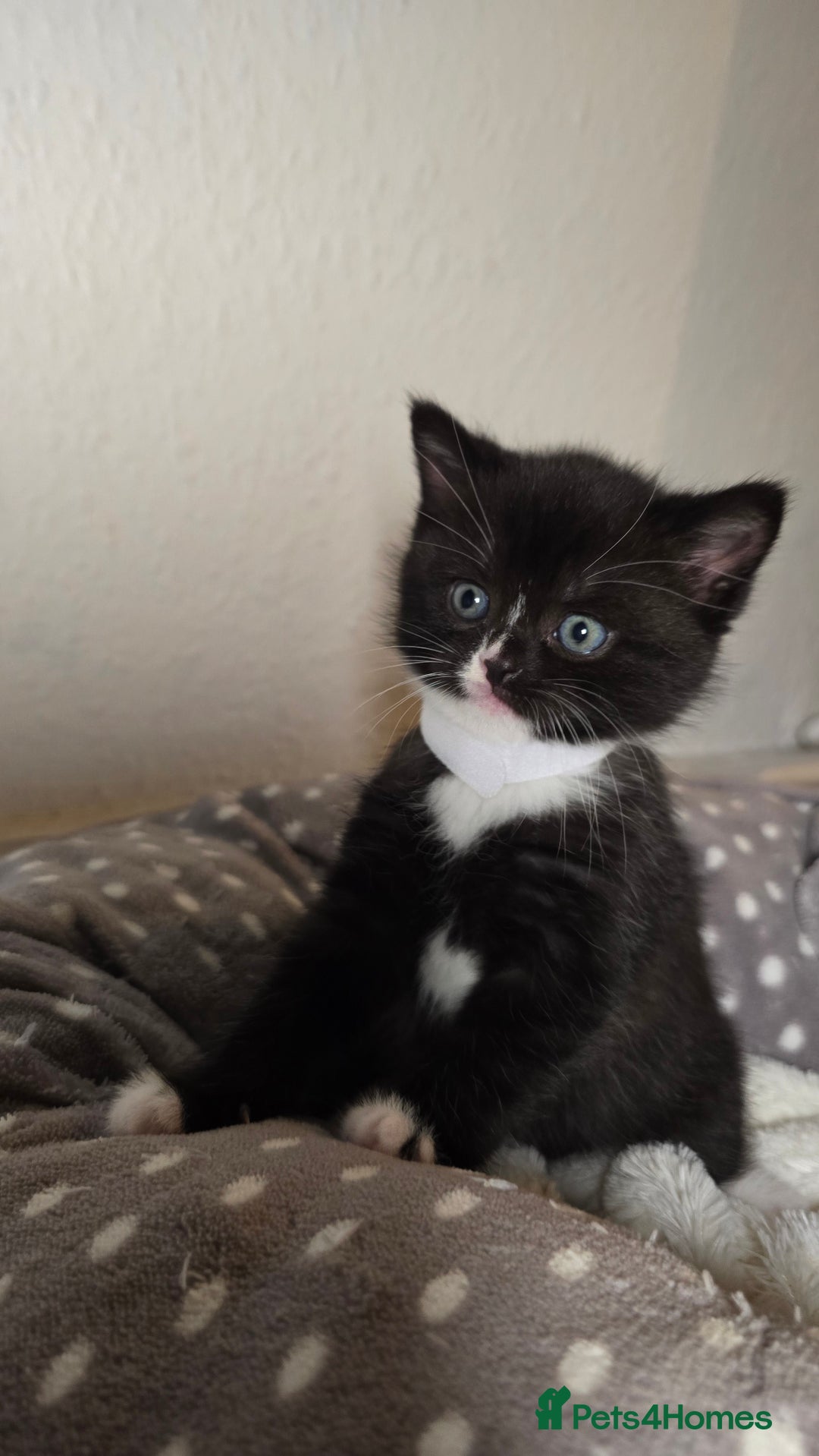 Mixed Breed cats for sale: Adorable British Shorthair Mix Kitten - Image 2