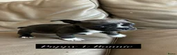 Boston Terrier dogs for sale: ✨Beautiful Boston Terrier Puppies✨ - Advert 8