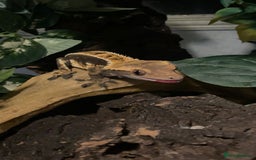 Gecko reptiles for sale: Created gecko  - Image 1