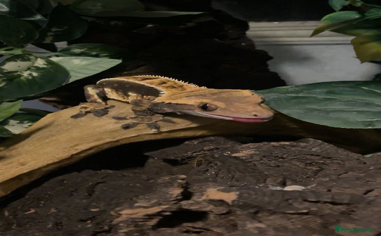 Gecko reptiles - Advert 9