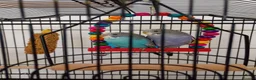 Budgerigars birds for sale: 5 budgies and cage  in Saltburn-by-the-Sea - Advert 7
