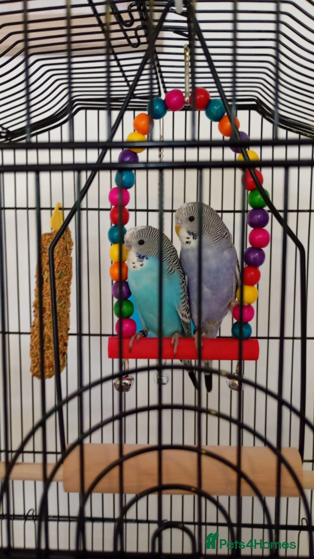 Budgerigars birds for sale: 5 budgies and cage  in Saltburn-by-the-Sea - Advert 7