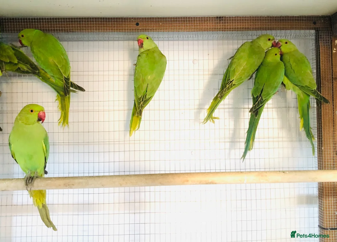 Ringnecks birds for sale: Beautiful young Indian ringneck parrots for sale. - Advert 7