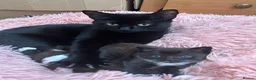 Mixed Breed cats for sale: Playful, confident and smart kitties! in Winchester - Advert 2