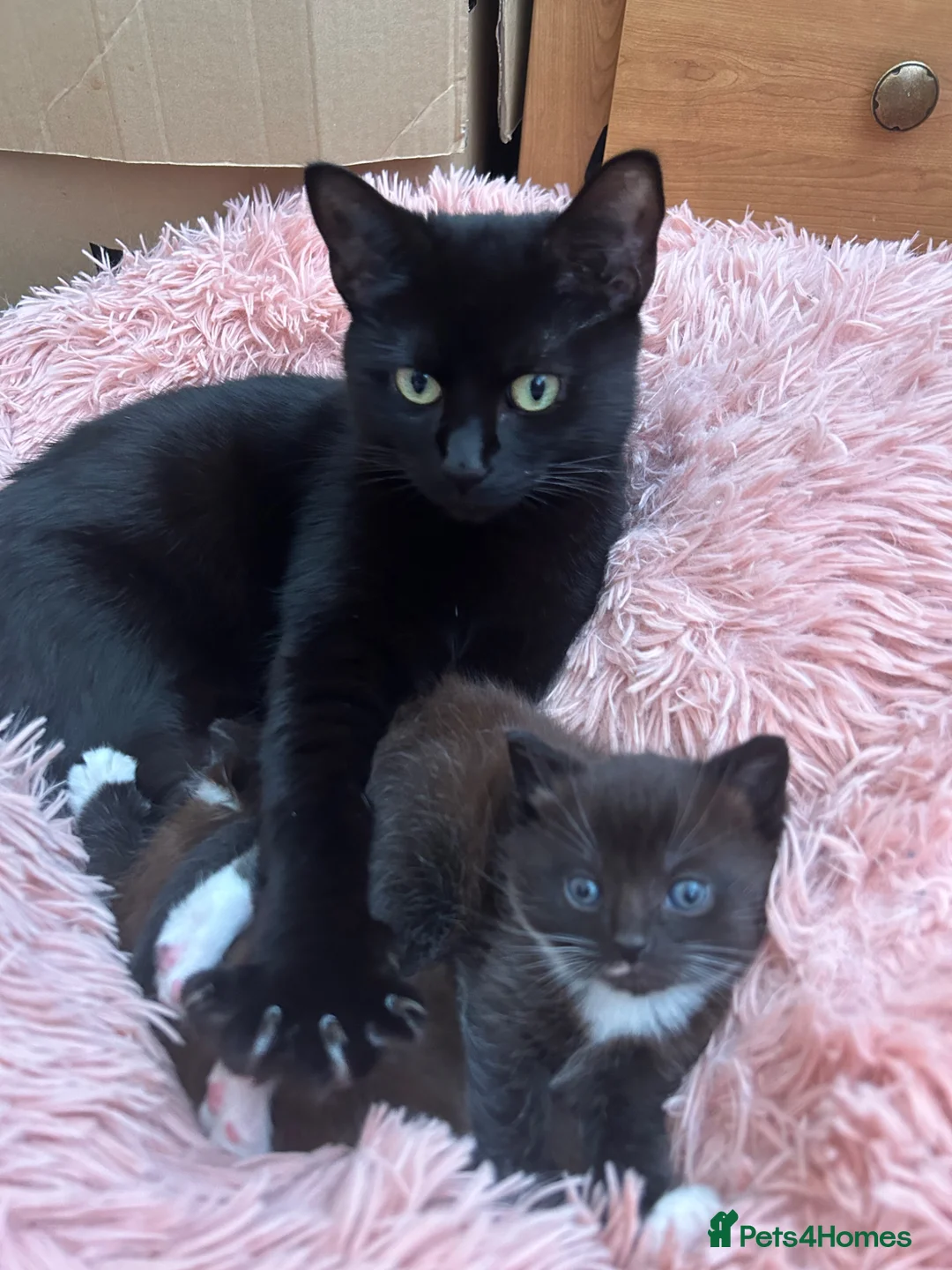 Mixed Breed cats for sale: Playful, confident and smart kitties! in Winchester - Advert 2