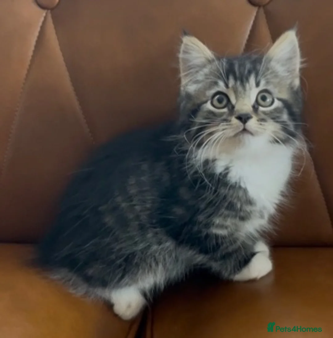Mixed Breed cats for sale: 11 weeks old beautiful kittens looking for new - Advert 2
