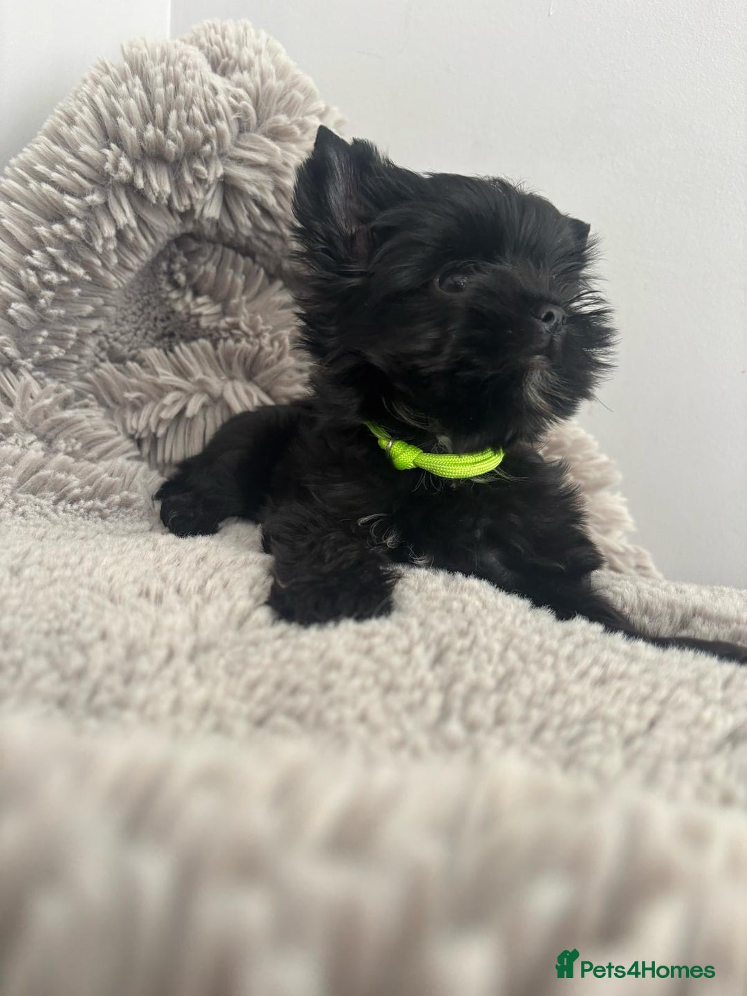 Yorkshire Terrier dogs for sale: Black yorkshire terrier puppies 1 left 🥰  - Image 2