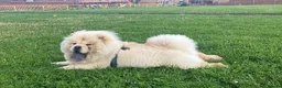 Chow Chow dogs for sale: ❤️🐾STUNNING CHOW CHOW PUPPIES  - Advert 16