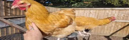 Chickens poultry for sale: Buff Orpington Cockerels  - Advert 3