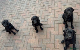 Labrador Retriever dogs for sale: Pedigree Labradors - Perfect for gun dog  - Image 2
