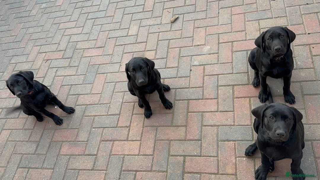 Labrador Retriever dogs for sale: Pedigree Labradors - Perfect for gun dog  - Image 2