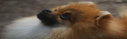 Pomeranian dogs for sale: * Pomeranians available to forever loving homes * - Advert 7