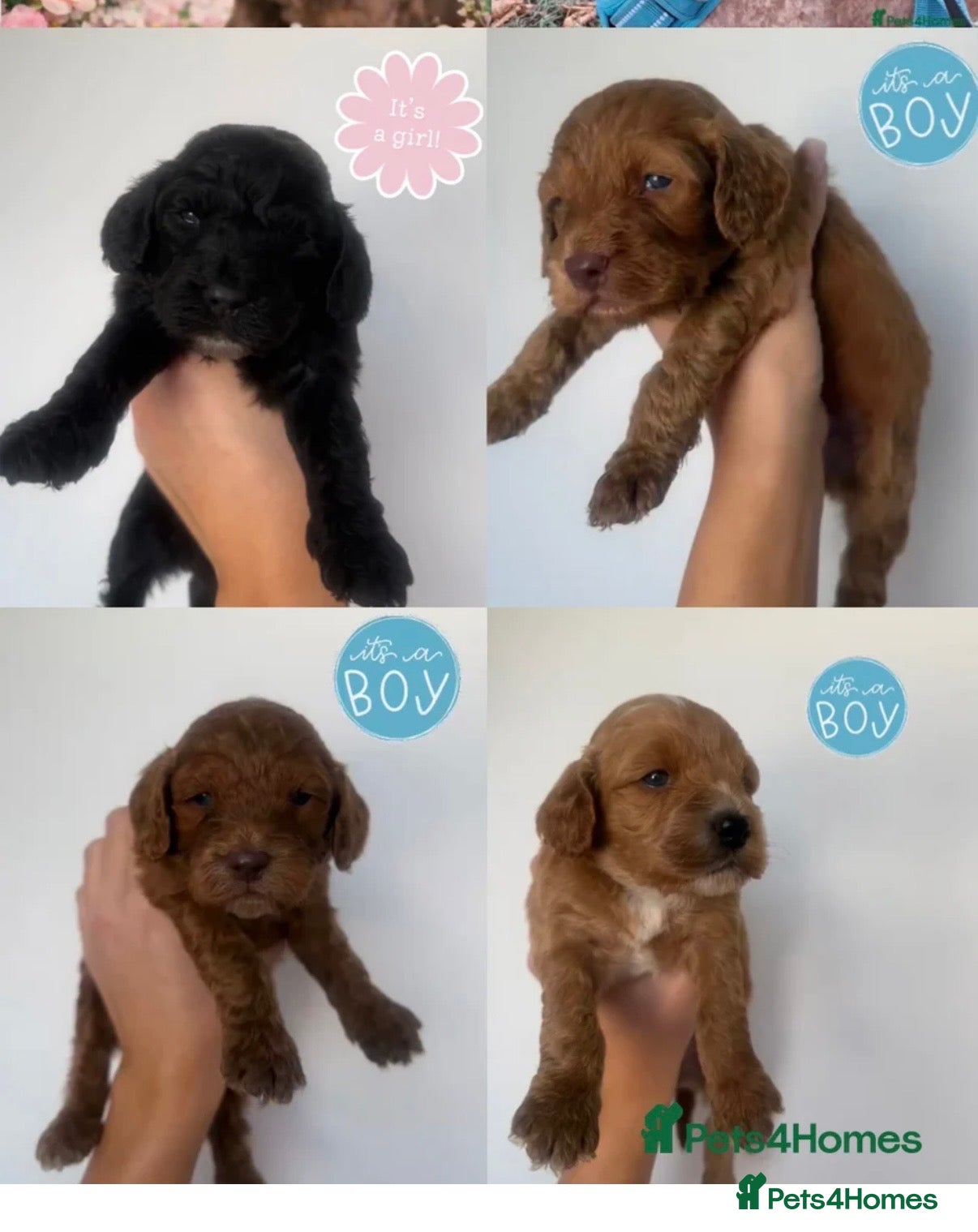Cockapoo dogs 🌟🧬F1 cockapoo puppies🌟🐾 - Advert 1