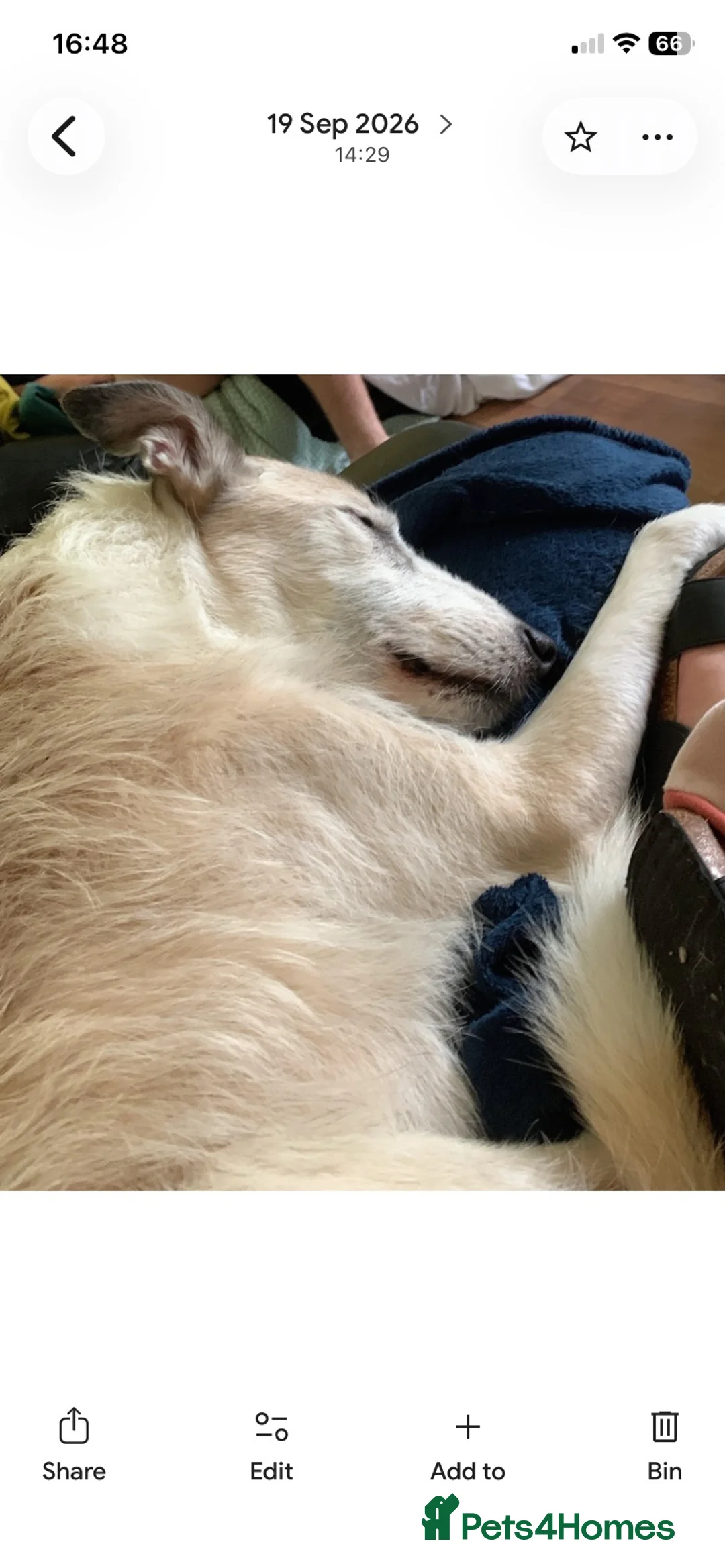 Lurcher dogs for sale: Sammy elderly lurcher  in Bristol - Advert 2