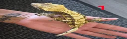 Gecko reptiles for sale: Male crested geckos for sale - Advert 2