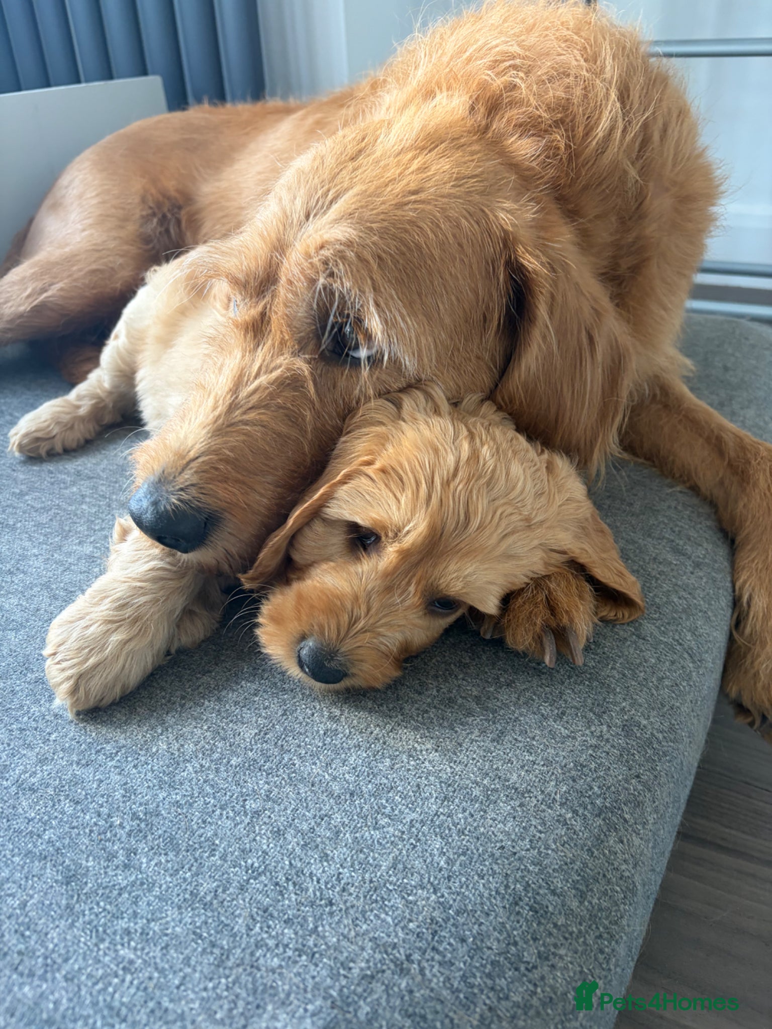 Mixed Breed dogs ONLY 1 LEFT Double Doodle Puppies (Cockadoodles) - Advert 14