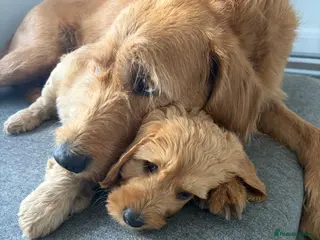 Mixed Breed dogs ONLY 1 LEFT Double Doodle Puppies (Cockadoodles) - Advert 14