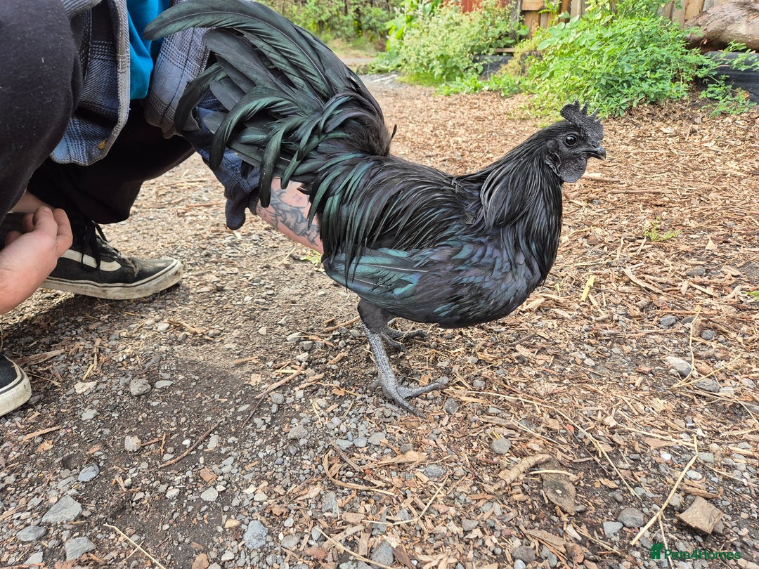 Chickens poultry for sale: Ayam cemani - Advert 1