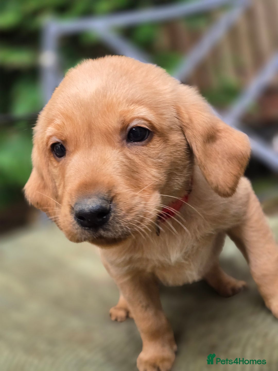 Labrador Retriever dogs for sale: Beautiful Labradors. Ready to go! - Advert 25